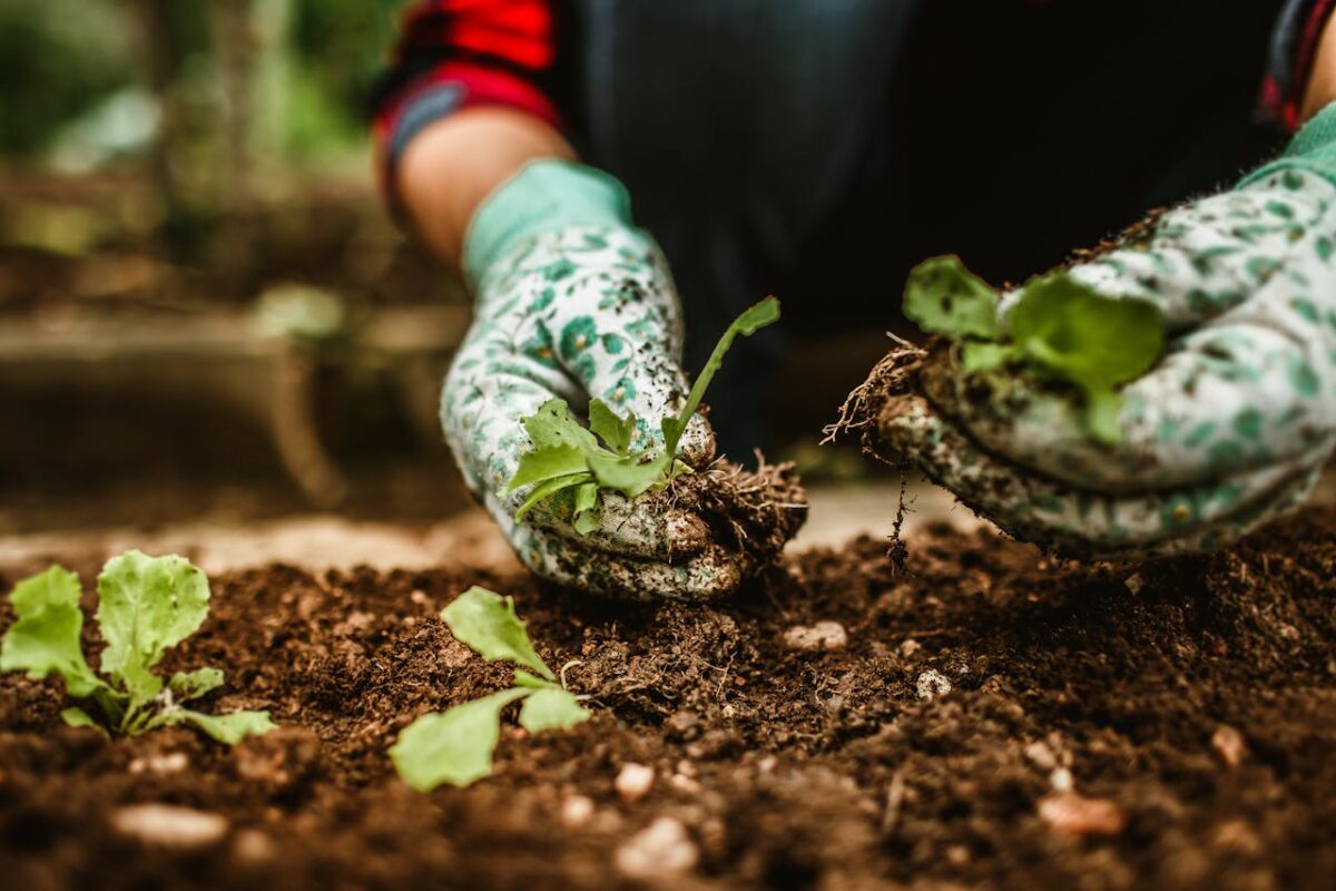 Close-up of a gardener's hands planting seedlings in the soil, focusing on gardening tasks outdoors.